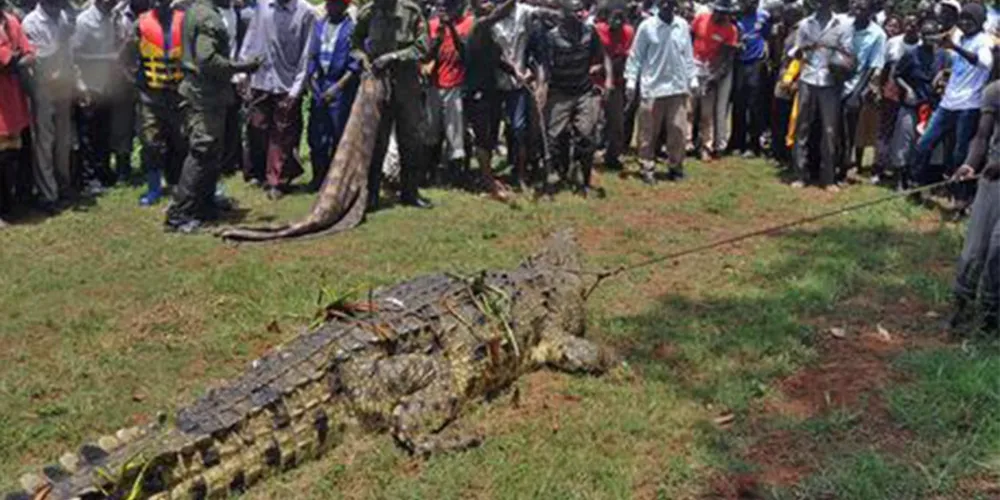 Imagem ilustrativa da imagem Crocodilo 'assassino' gigante é capturado em Uganda