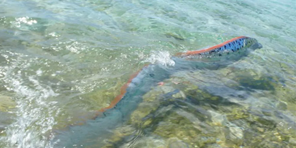 Imagem ilustrativa da imagem Peixe ‘monstro’ assusta guias turísticos no México