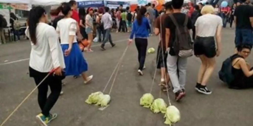 Imagem ilustrativa da imagem Chineses adotaram 'repolhos de estimação'