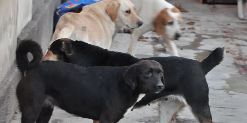 Imagem ilustrativa da imagem Prefeitura anuncia projetos de atenção aos animais de rua