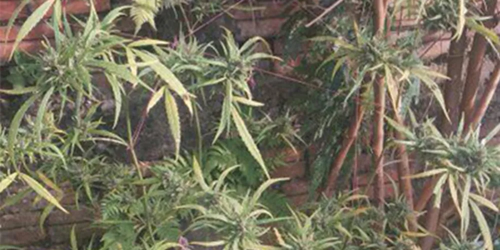 Imagem ilustrativa da imagem PM apreende pés de maconha de 1,5 metro