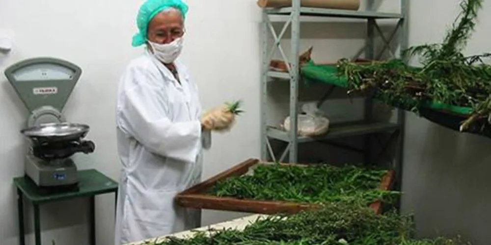 Imagem ilustrativa da imagem Anvisa cria registro para produtos fitoterápicos