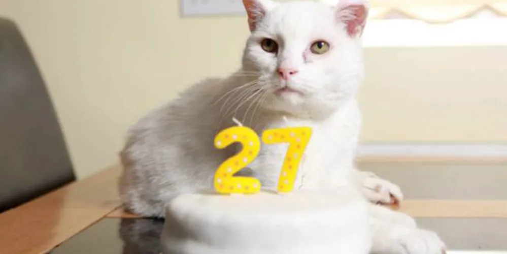 Imagem ilustrativa da imagem Conheça o gato mais velho do mundo, com 27 anos