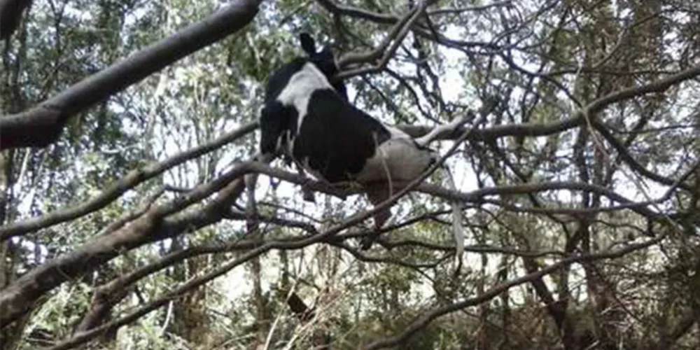 Imagem ilustrativa da imagem Vaca fica presa em árvore após enxurrada no Paraná