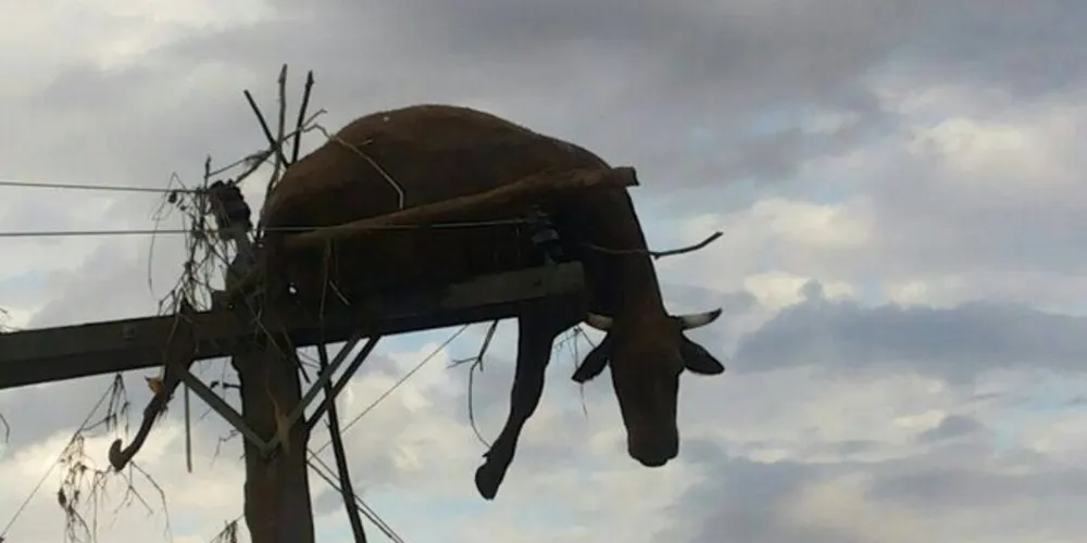 Imagem ilustrativa da imagem Há uma semana em cima de poste, vaca é comida por urubus