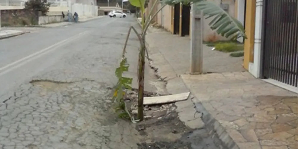 Imagem ilustrativa da imagem Moradores plantam bananeira em buraco de rua