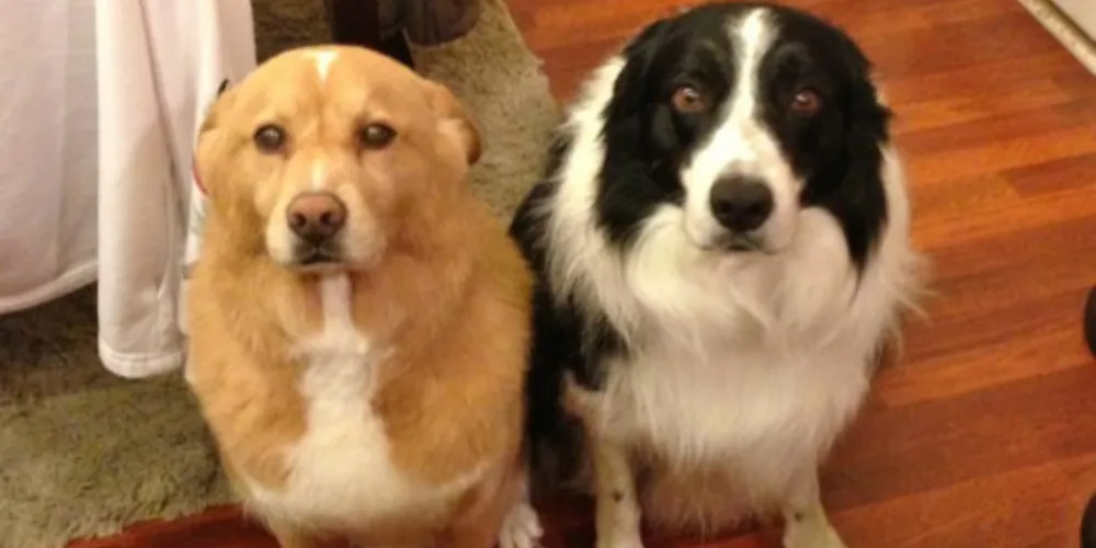Imagem ilustrativa da imagem Cachorros totalmente inocentes que não fizeram nada de errado