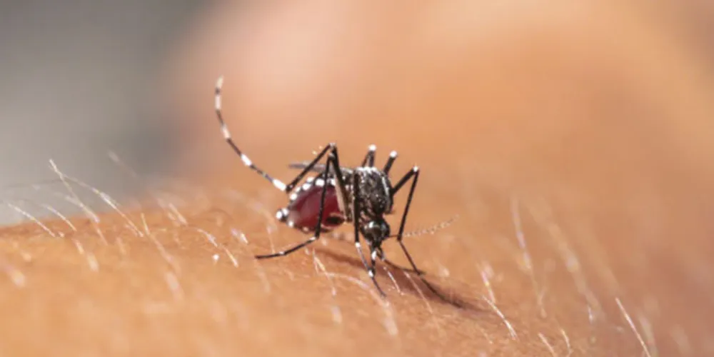 Imagem ilustrativa da imagem Paraná confirma dois casos de febre chikungunya