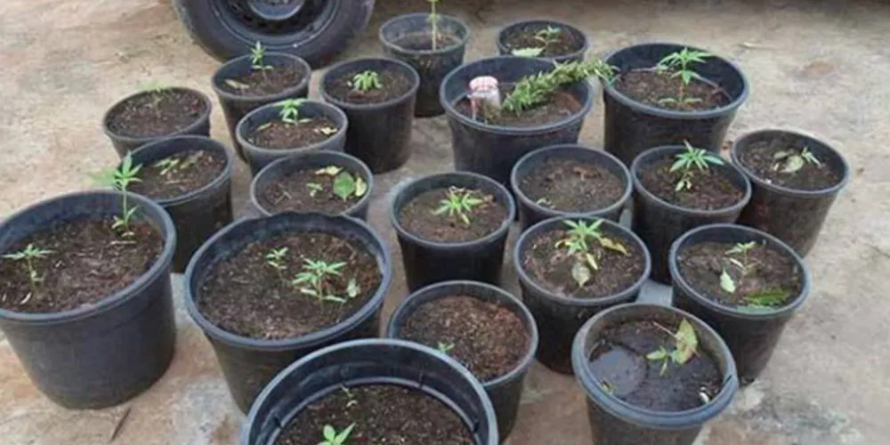 Imagem ilustrativa da imagem 'Produtor rural' é preso com 23 pés de maconha