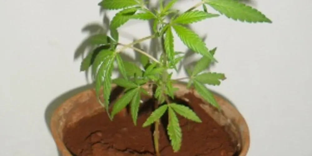 Imagem ilustrativa da imagem Homem é detido com pé de maconha em casa 