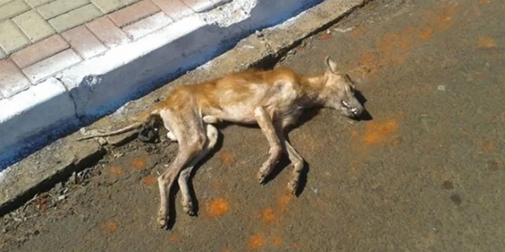 Imagem ilustrativa da imagem População denuncia extermínio de cachorros em Guarapuava