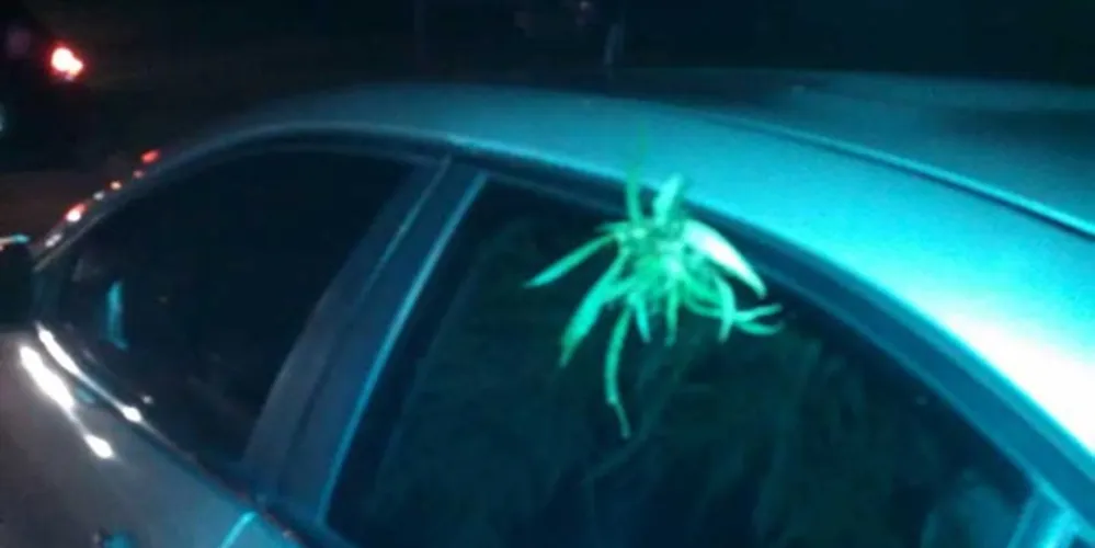 Imagem ilustrativa da imagem Bandidos se denunciam após deixarem planta de maconha exposta do lado de fora