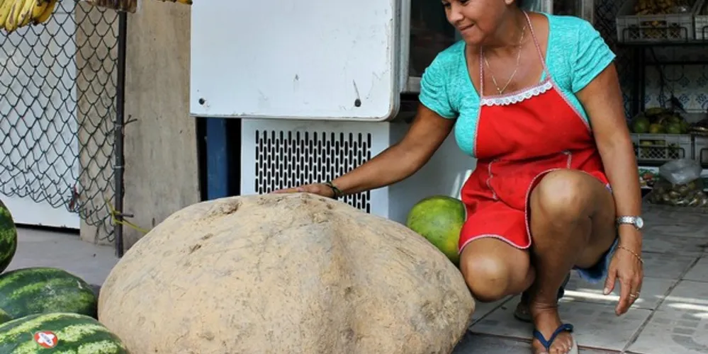 Imagem ilustrativa da imagem Agricultora encontra batata de 80 kg em sítio na Zona Rural de Manaus
