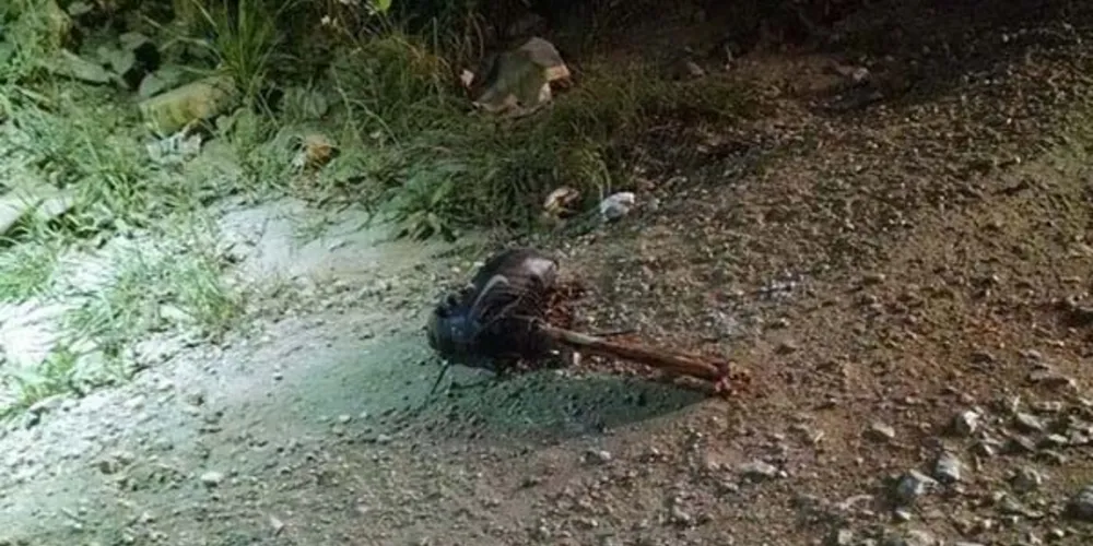 Imagem ilustrativa da imagem Cachorro encontra perna humana em matagal