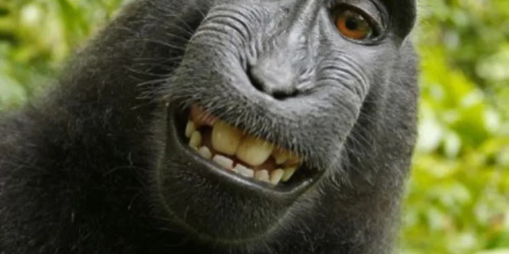 Imagem ilustrativa da imagem Disputa por 'selfie' de macaco deve parar nos tribunais
