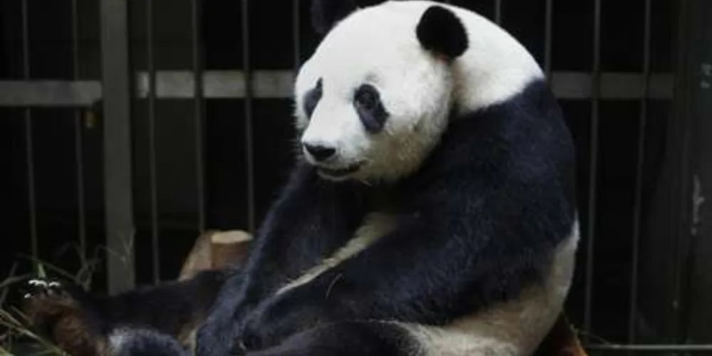 Imagem ilustrativa da imagem Panda gigante finge gravidez na China para comer mais
