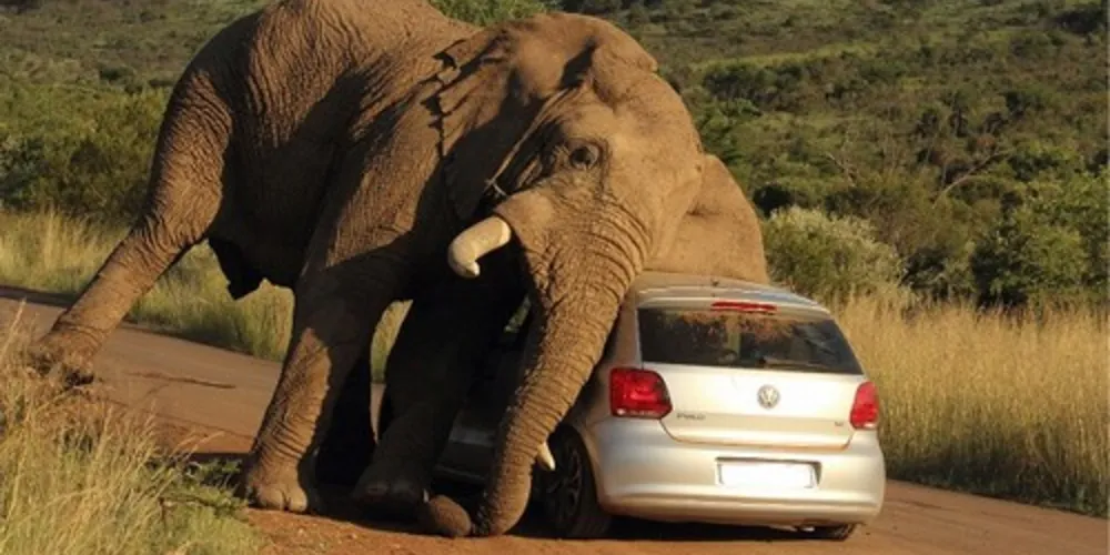 Imagem ilustrativa da imagem Fotógrafo flagra elefante 'curando' coceira em um carro