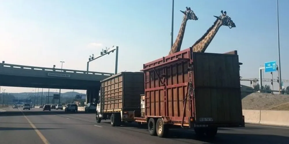 Imagem ilustrativa da imagem Girafa transportada em caminhão morre ao bater cabeça em ponto
