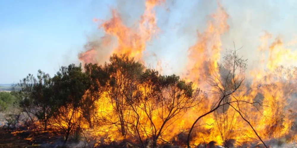 Imagem ilustrativa da imagem Paraná alerta para prevenção de incêndios em vegetação