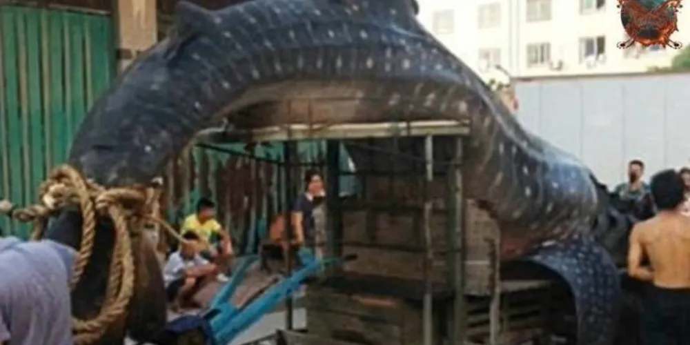 Imagem ilustrativa da imagem ‘Peixe-monstro’ é capturado e assusta moradores