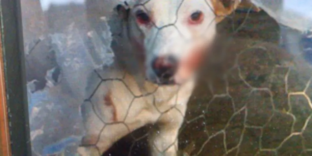 Imagem ilustrativa da imagem Pitbull de estimação ataca e mata dono 
