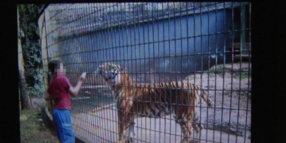 Imagem ilustrativa da imagem Família de menino atacado por tigre vai processar Prefeitura