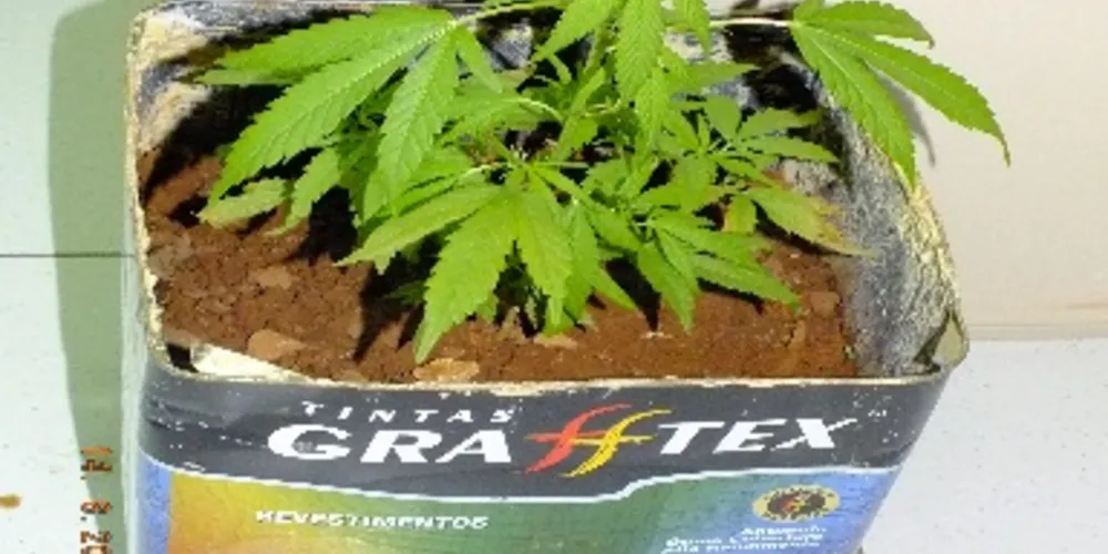 Imagem ilustrativa da imagem PM desmonta ponto de tráfico e apreende pés de maconha