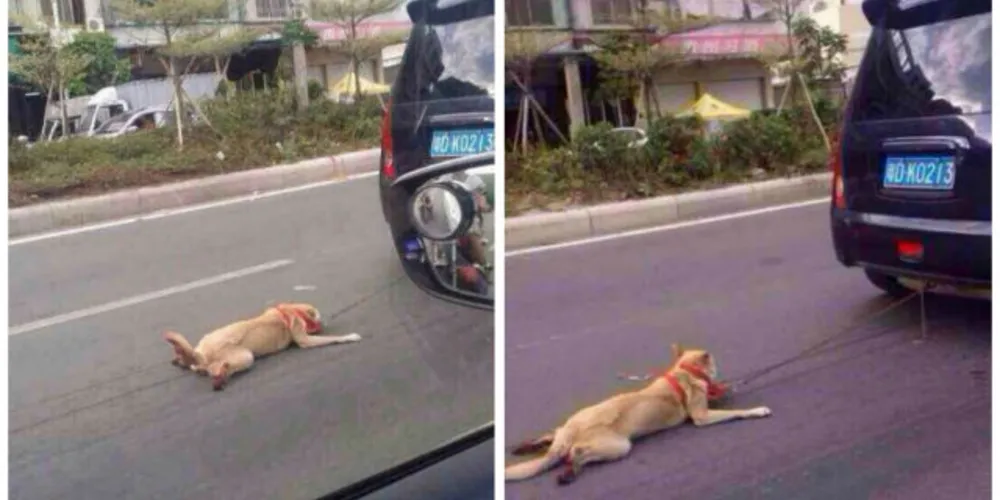 Imagem ilustrativa da imagem Imagem de cão sendo arrastado por carro revolta internautas