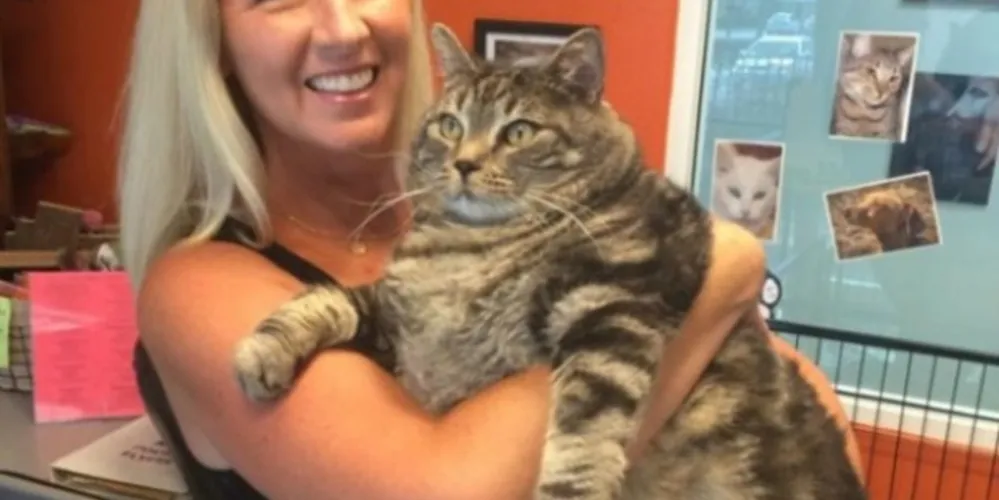 Imagem ilustrativa da imagem Gato que sofria de obesidade mórbida morre de desgosto após dieta