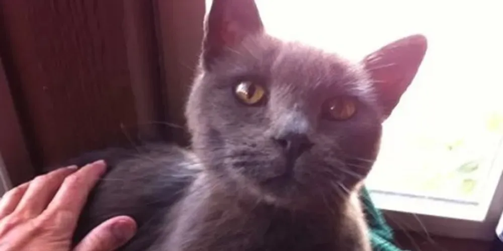 Imagem ilustrativa da imagem Gato sumido há mais de dois anos reconhece dona na rua
