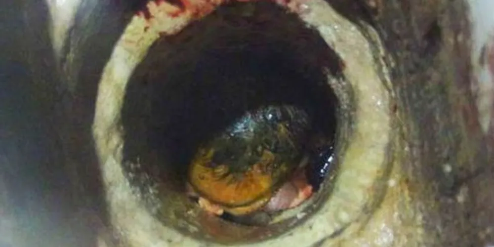 Imagem ilustrativa da imagem Mãe joga bebê no vaso sanitário minutos depois do nascimento