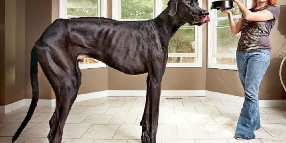 Imagem ilustrativa da imagem Cão mais alto do mundo morre com 5 anos