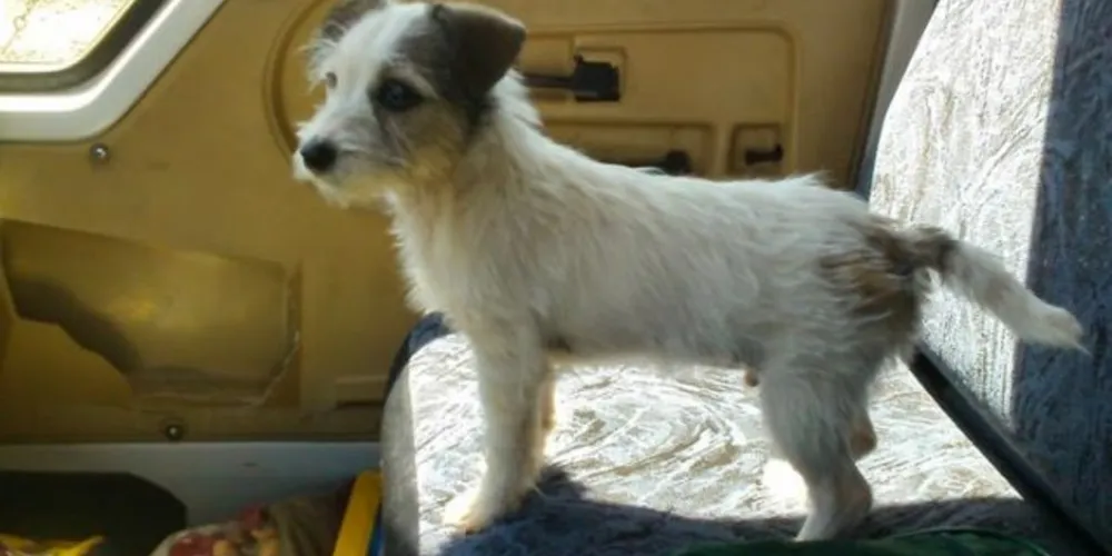 Imagem ilustrativa da imagem Canil resgata cachorro jogado de veículo em movimento