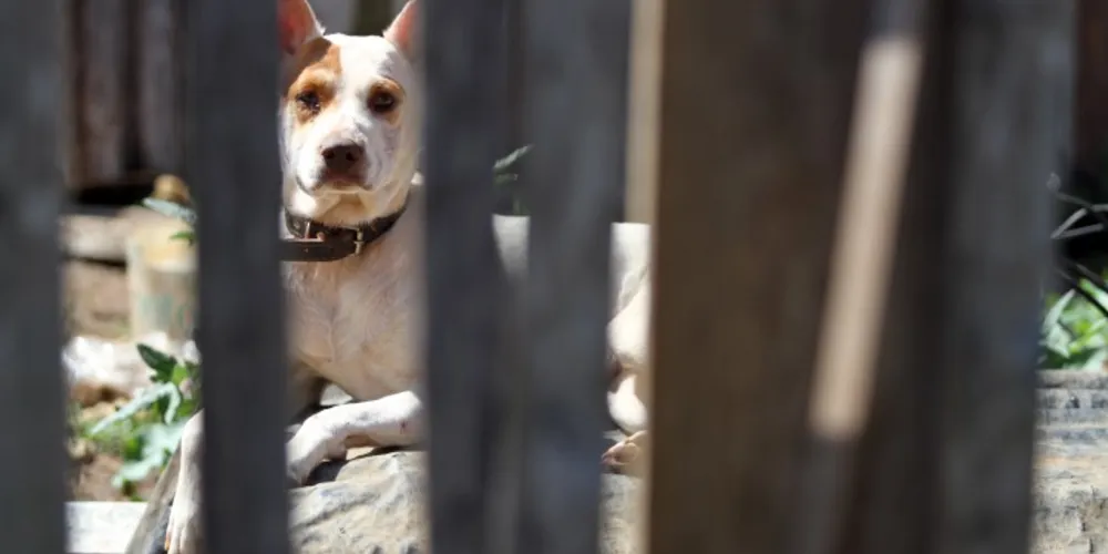 Imagem ilustrativa da imagem Dono de cães que atacaram mulher será indiciado 