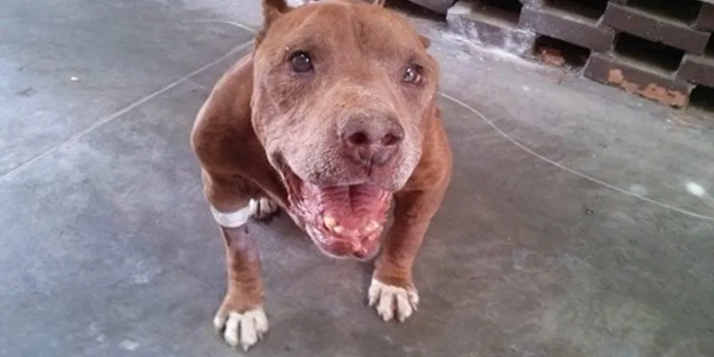 Imagem ilustrativa da imagem Pitbull amarrado em trem morre em hospital veterinário