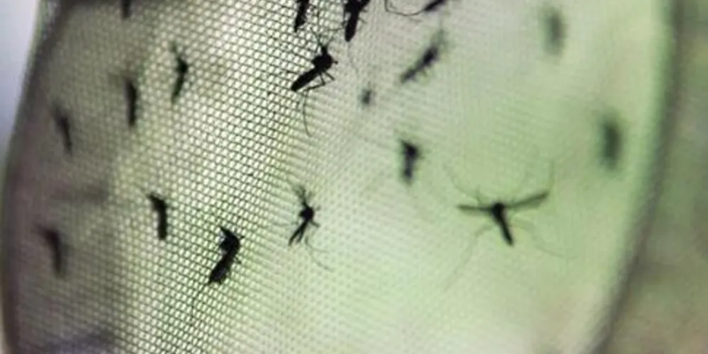 Imagem ilustrativa da imagem Vacina contra dengue tem eficácia de 60,8%, mostra pesquisa