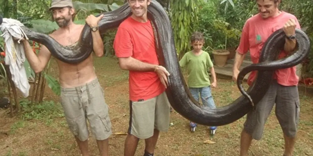 Imagem ilustrativa da imagem Homem captura anaconda de mais de 5 metros após réptil comer cão de amigo
