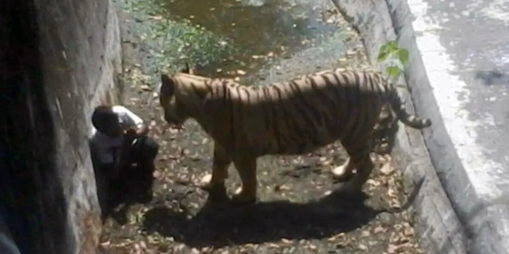 Imagem ilustrativa da imagem Tigre mata criança em zoológico de Nova Déhli