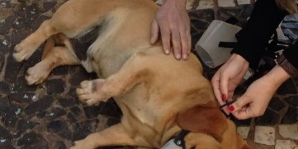 Imagem ilustrativa da imagem Internauta faz campanha para achar dono de cão atropelado
