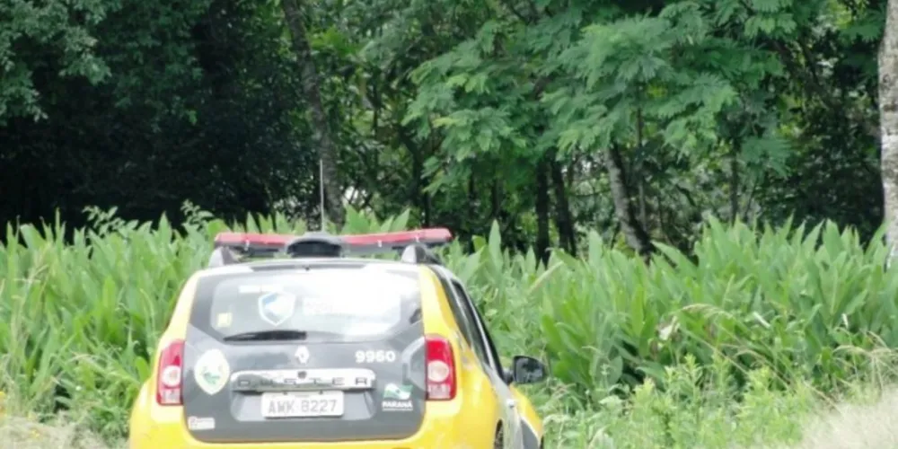 Imagem ilustrativa da imagem Cachorros são envenenados por ladrões que assaltaram fazenda