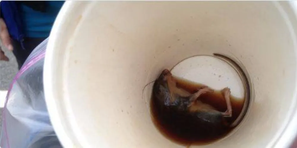 Imagem ilustrativa da imagem No McDonalds, homem encontra rato morto em copo de café