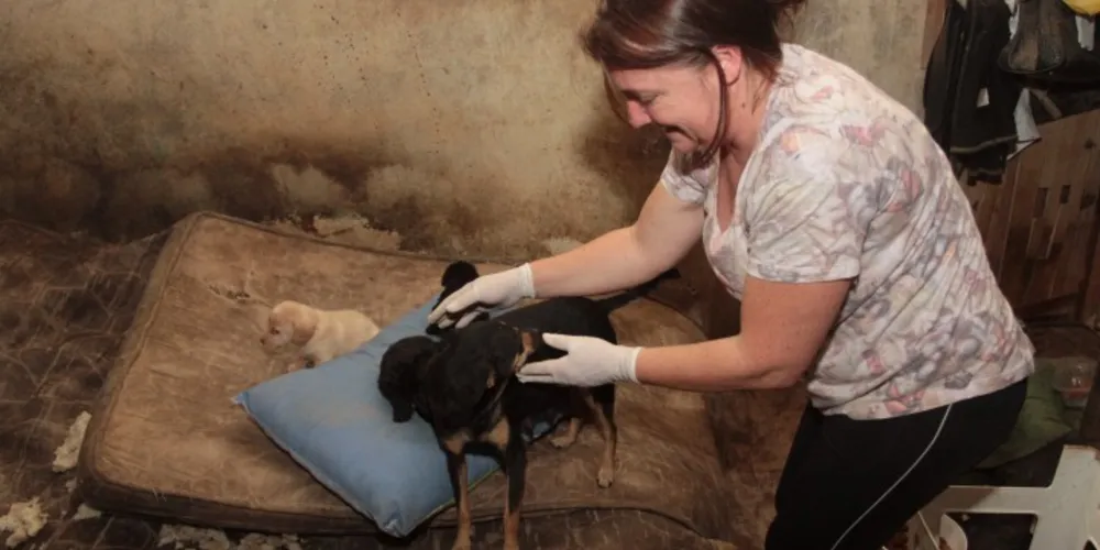 Imagem ilustrativa da imagem ONG encontra 36 cães abandonados em antigo abrigo