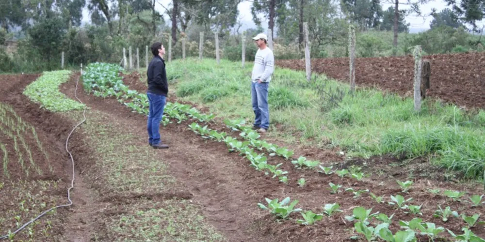 Imagem ilustrativa da imagem Programa municipal aumenta renda de agricultores