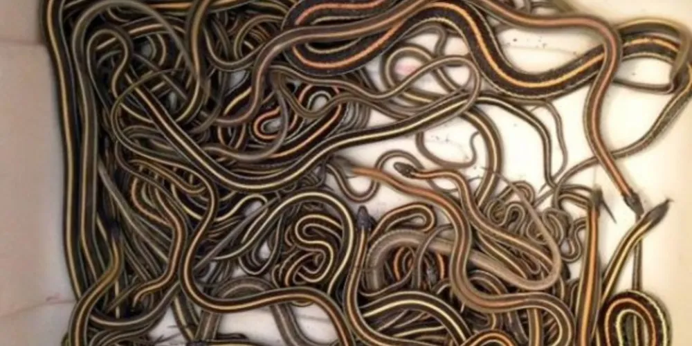 Imagem ilustrativa da imagem Família encontra mais de 100 cobras em casa