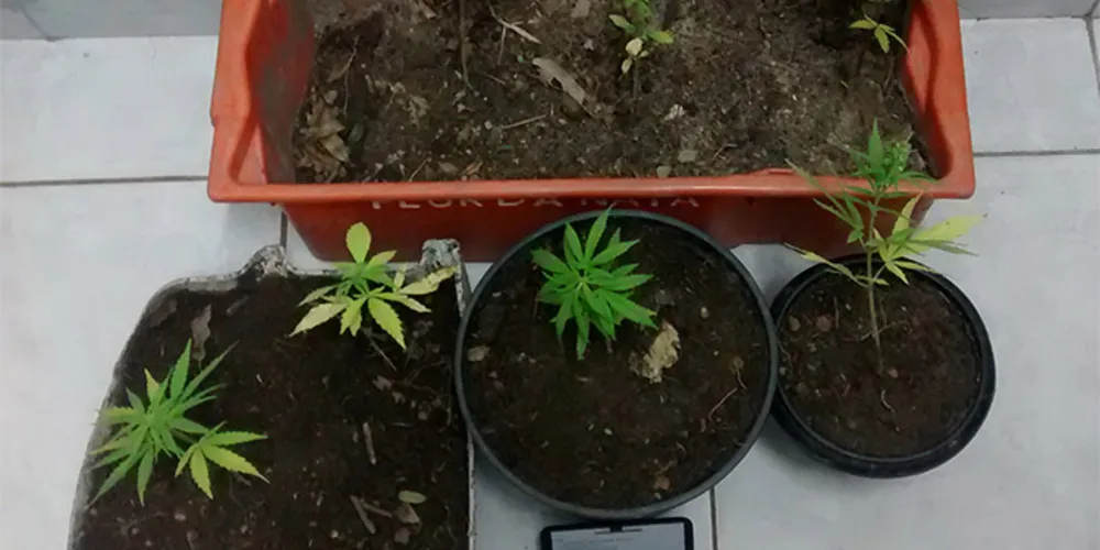 Imagem ilustrativa da imagem PM apreende sete pés de maconha, mas dono escapa