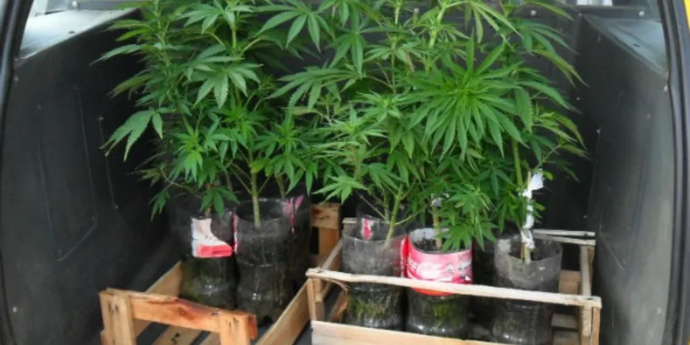 Imagem ilustrativa da imagem Policial encontra plantação de maconha no telhado de casa