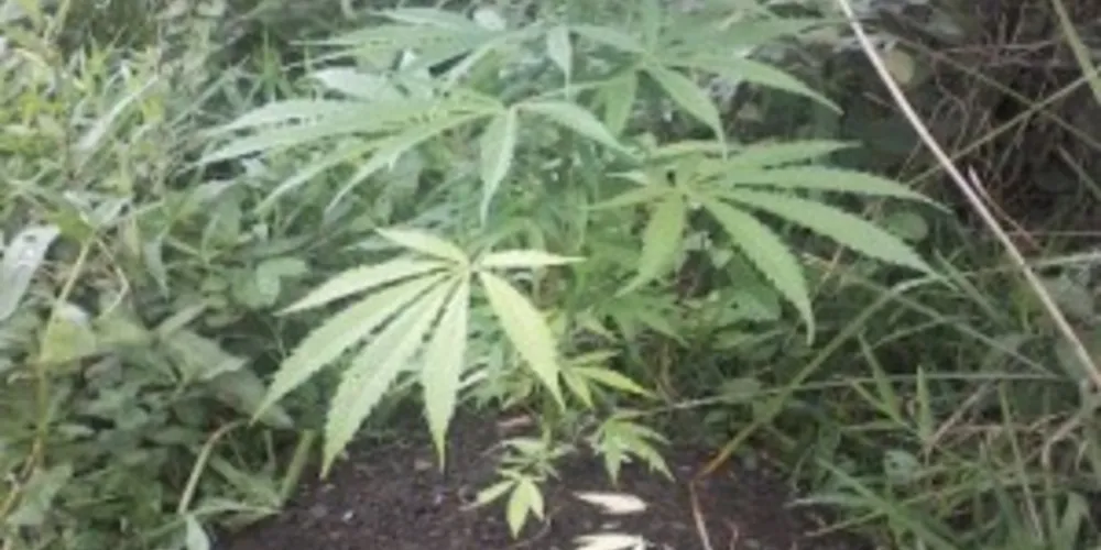 Imagem ilustrativa da imagem Polícia encontra plantação de maconha por imagens em celular