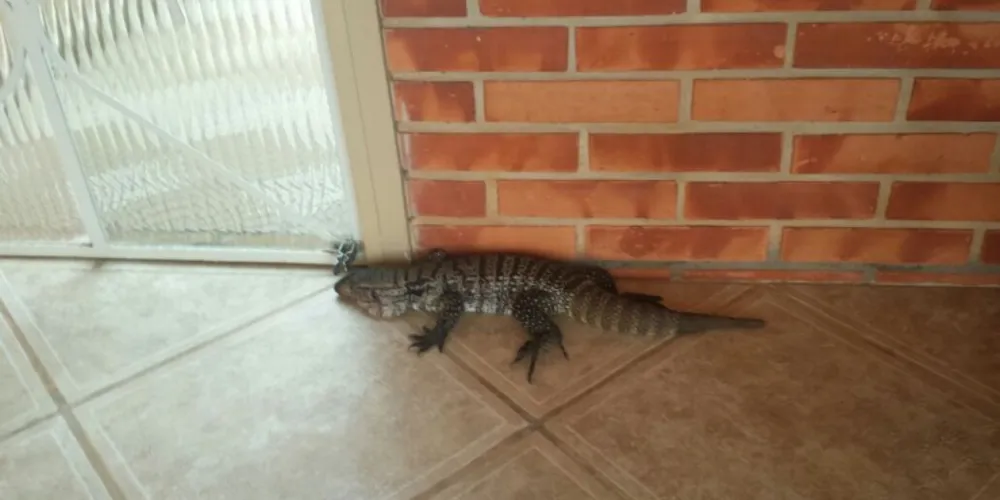 Imagem ilustrativa da imagem Lagarto surpreende família no bairro de Oficinas