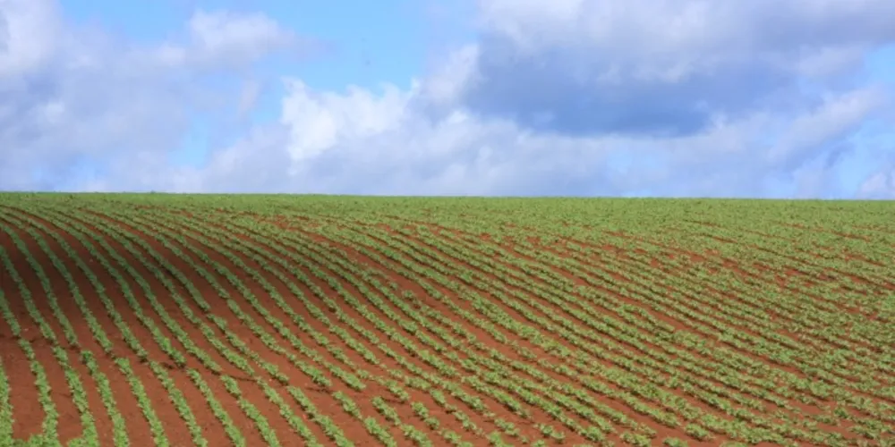 Imagem ilustrativa da imagem Com as chuvas, produtores aceleram plantio da safra de verão