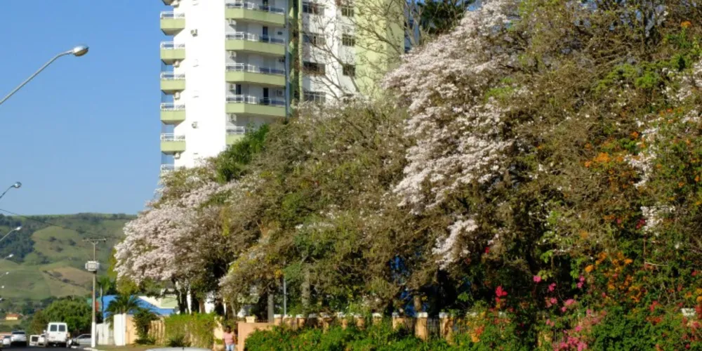 Imagem ilustrativa da imagem Estado capacita municípios para plano de arborização